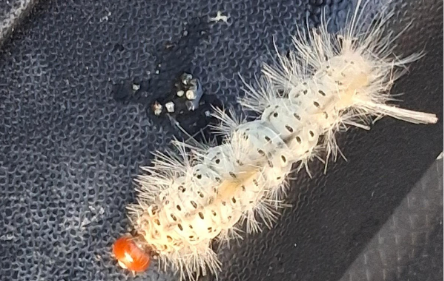 NJ Fly Fishing Report | Sept 13, 2025  | South Branch Outfitters