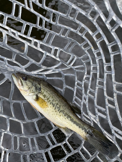 NJ Fly Fishing Report | Sept 7, 2025  | South Branch Outfitters